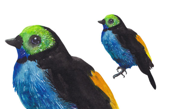 Download Watercolor Tropical Bird - Exotic Art - Tropical bird Collection